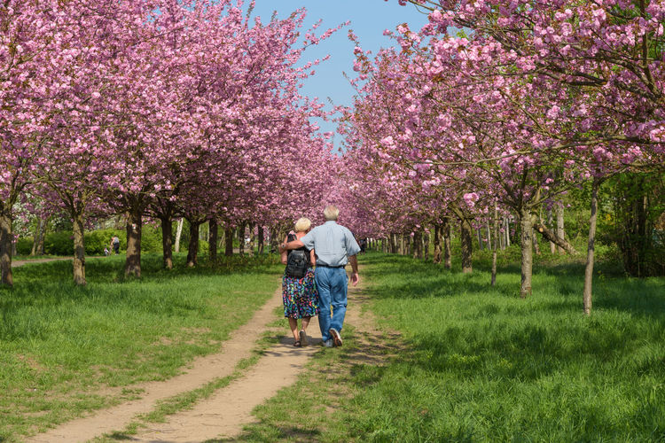 Rear view of people walking on field amidst cherry trees