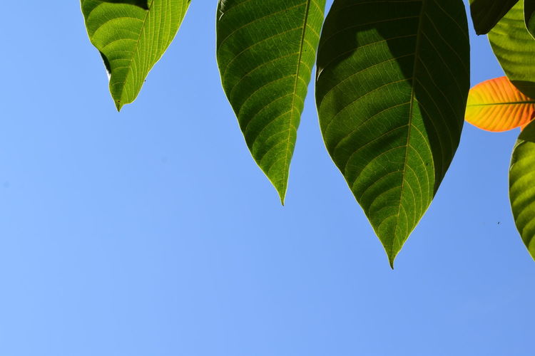 Low angle view of leaves against clear blue sky