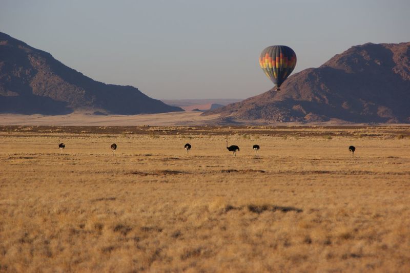 View of hot air balloons in field
