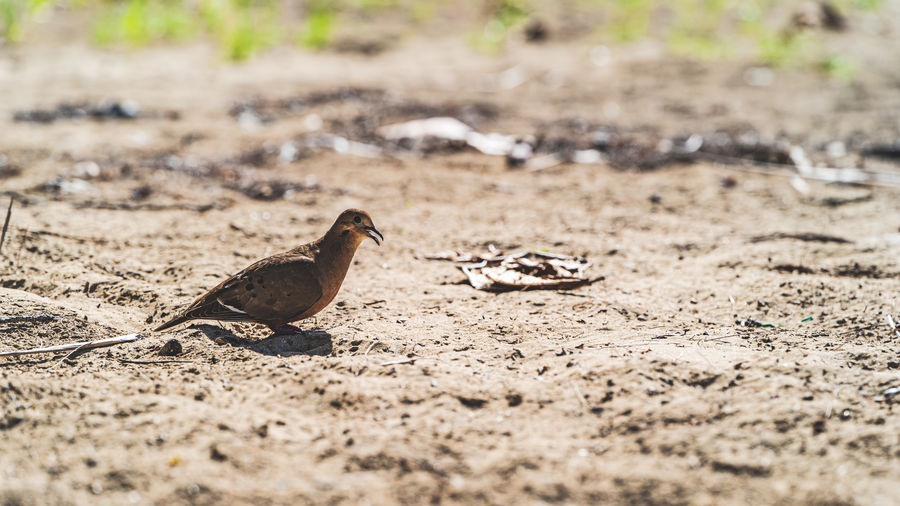 Close-up of birds on land