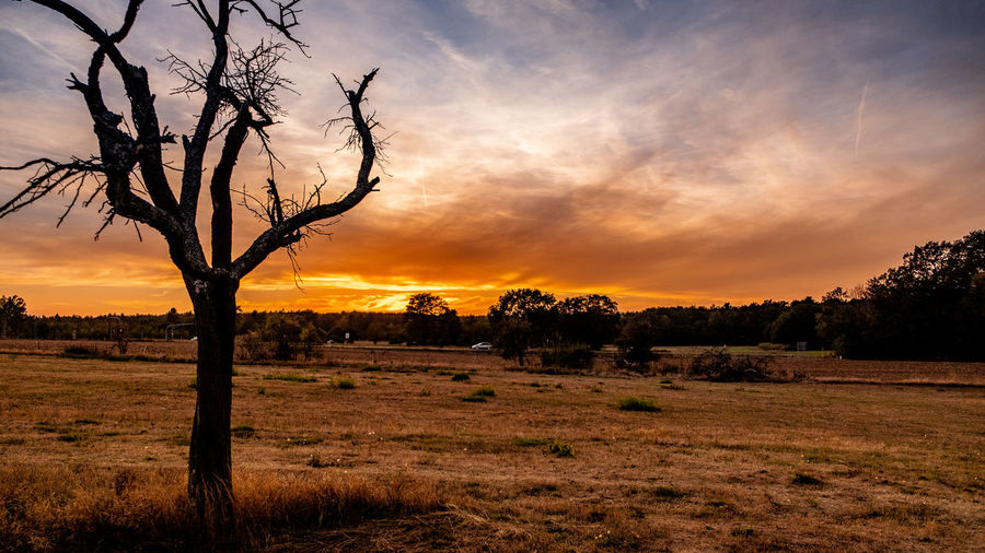 Silhouette bare trees on field against sky during sunset