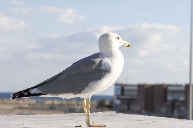 Close-up of seagull perching on a sea against sky
