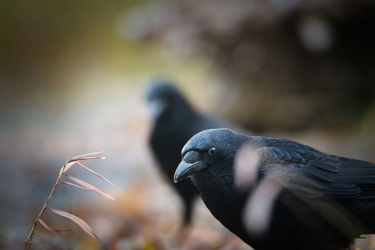 Close up of a crow looking to the camera