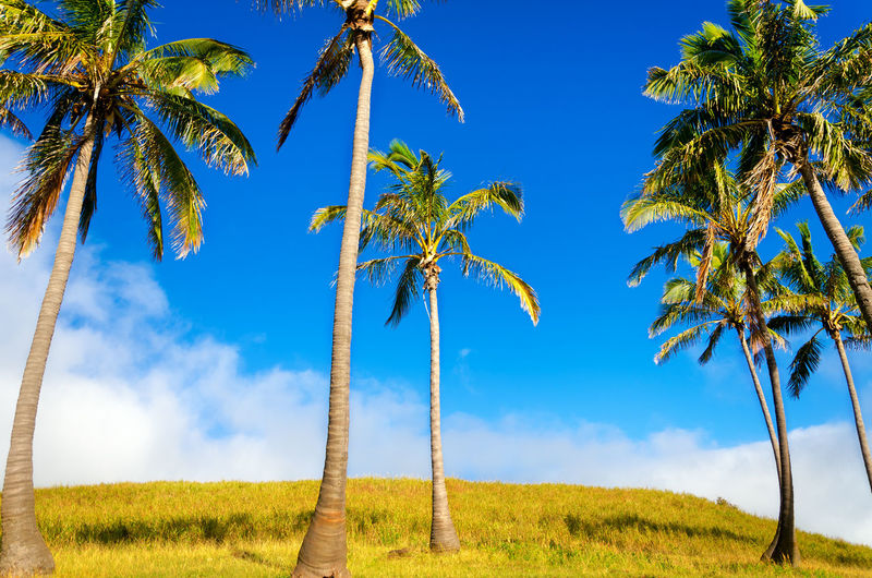 Low angle view of palm trees on field against blue sky