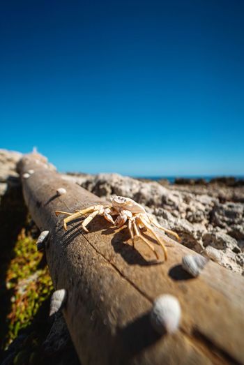 Close-up of crab on wood
