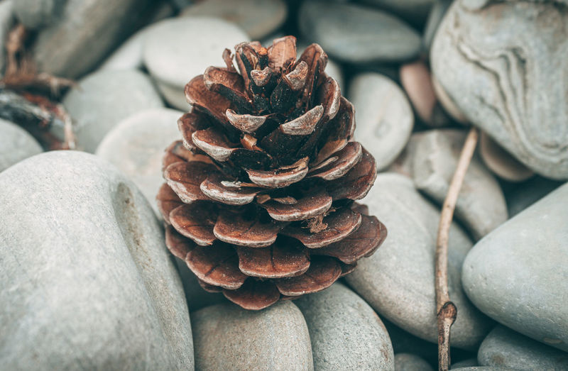 Dry brown pine cone on the stones