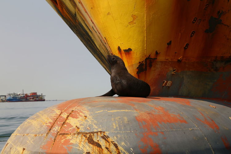 Seal on rusty ship in sea
