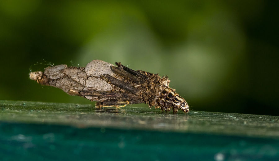 Close-up of a bagworm mother caterpllar