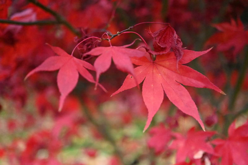 Close-up of red maple leaves