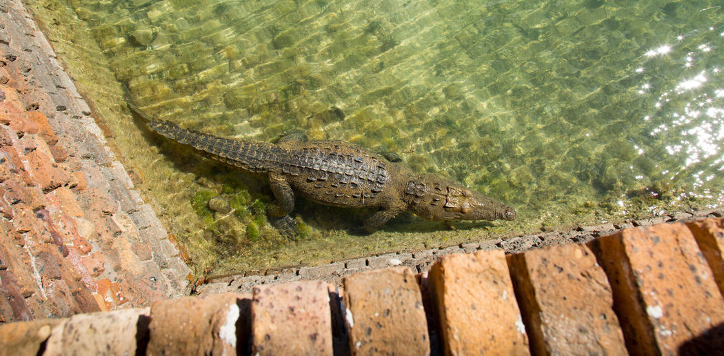 High angle view of crocodile in water