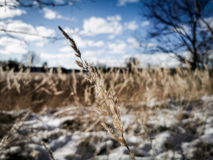 plant