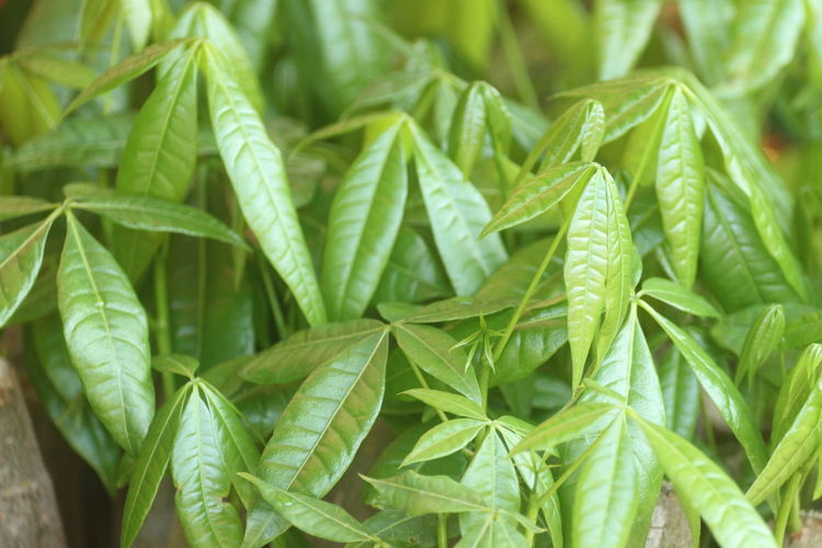 leaf