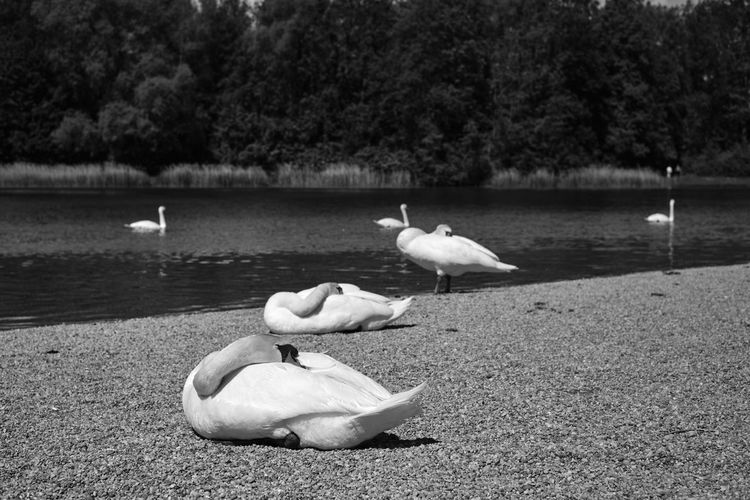 Swans at lakeshore
