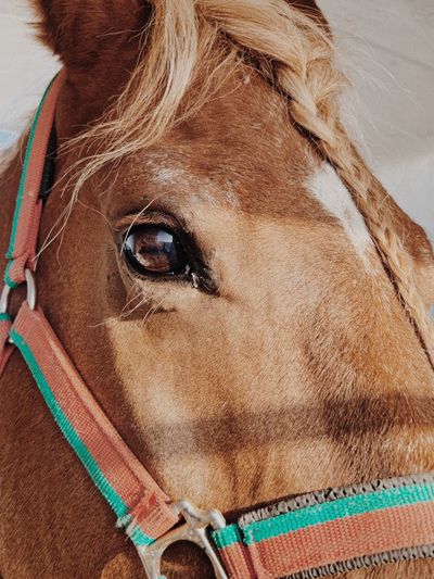 Close up of a brown horse head