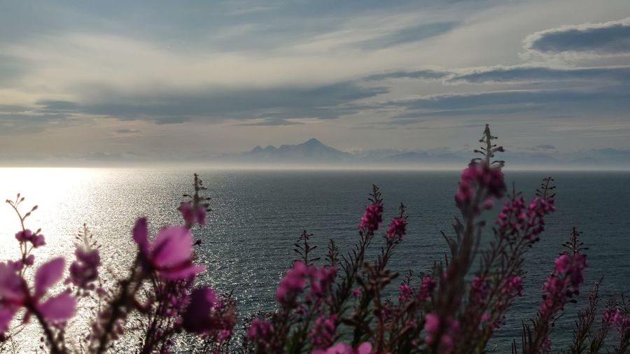 Close-up of pink flowers with sea in background against cloudy sky during sunset