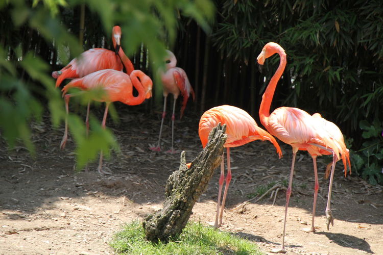 Flamingoes against plants at zoo