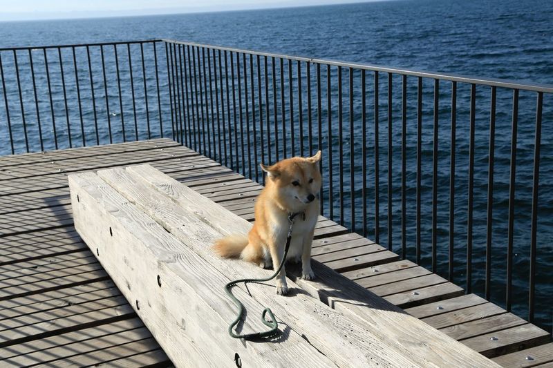 High angle view of dog by lake 