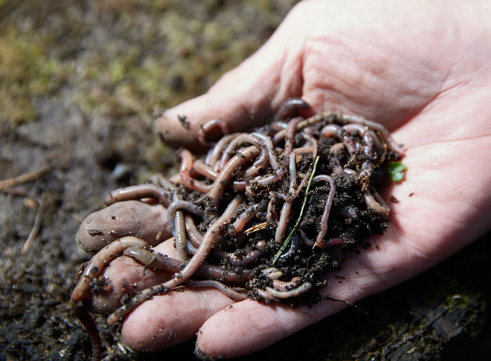 Hands holding worms with soil. a farmer showing group of earthworms in his hands.