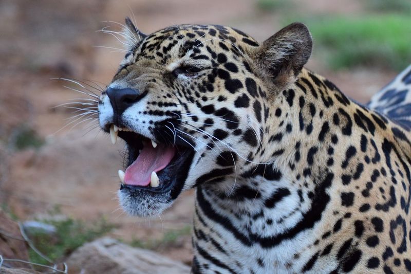 Close-up of leopard yawning