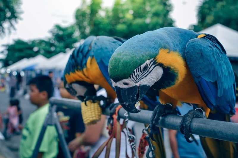 Close-up of gold and blue macaws