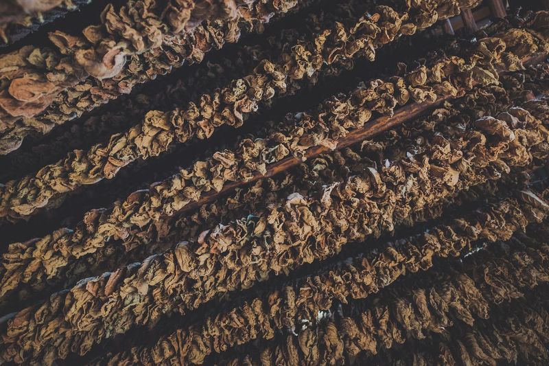 Detail shot of tobacco