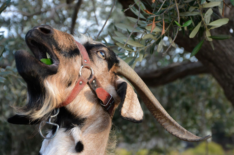 Portrait of goat under tree