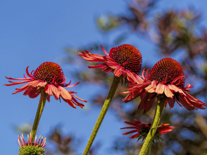 Close-up of red coneflowers blooming outdoors