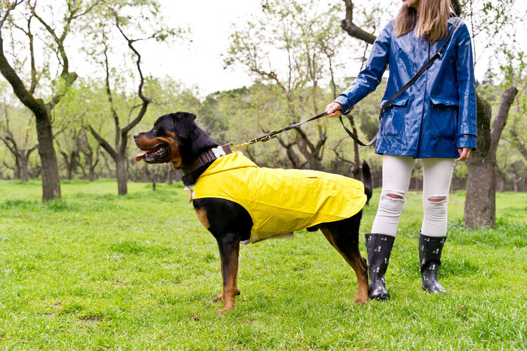 Side view of dog standing on field