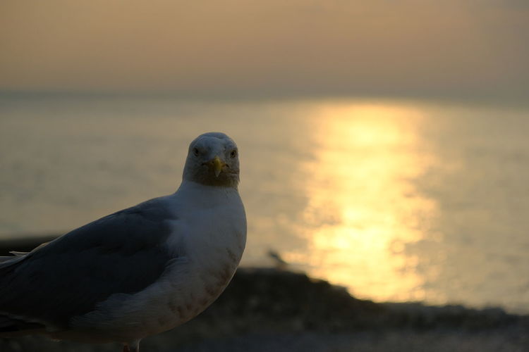 Close-up of seagull against sea during sunset