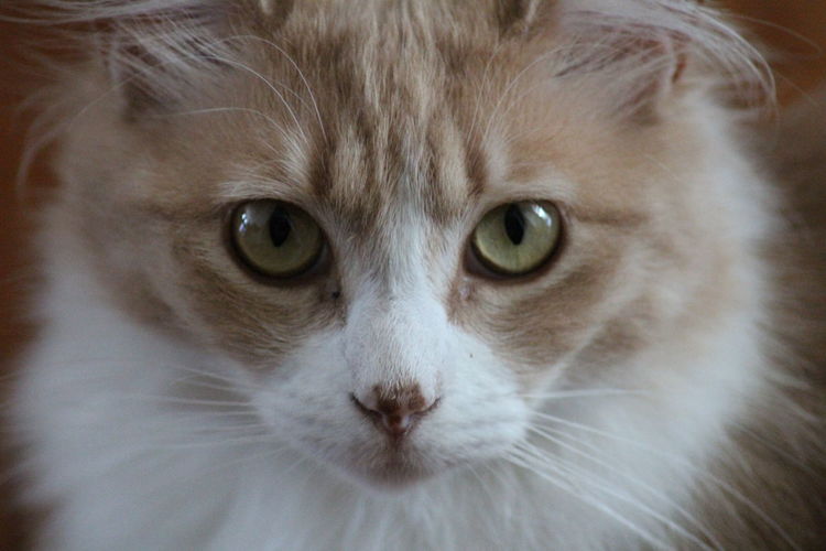 Close-up portrait of cat