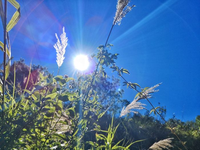 Low angle view of sunlight streaming through plants