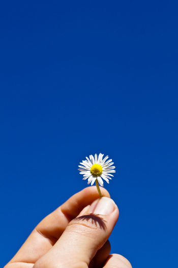 Cropped image of hand holding flower over white background