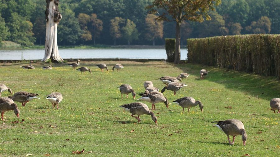 Flock of birds on grassy field by lake