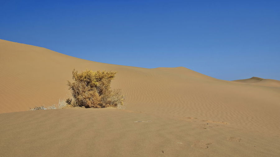 1208 unknown yellowish autumnal dry shrub-badain jaran desert-clear blue sky. inner mongolia-china.