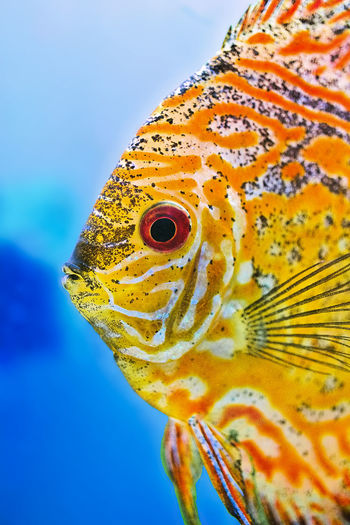 Close-up of yellow fish