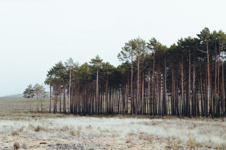 Trees on field against clear sky