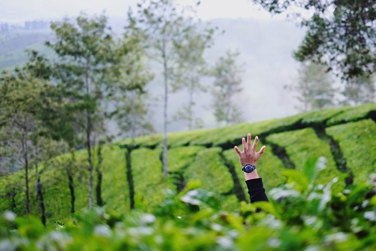 Hand of man amidst tea plantation