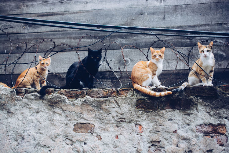 High angle view of cats sitting