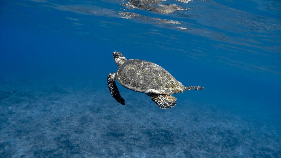 Hawksbill sea turtle at apo reef coral garden
