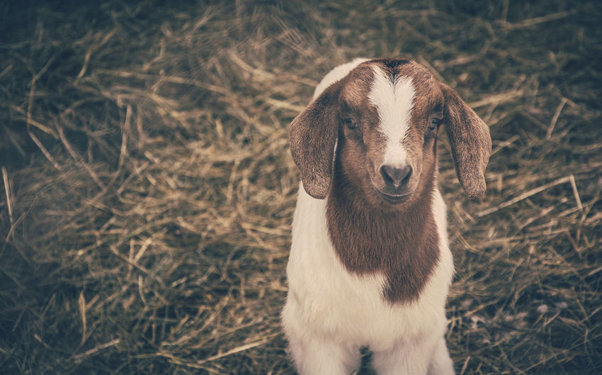 Close-up of cute lamb