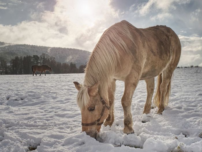 Well-fed light horse breed isabella rake frozen grass under the snow. snowy meadow in countryside.