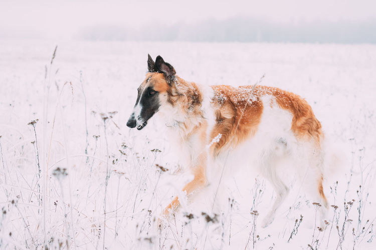 Dog running on snow