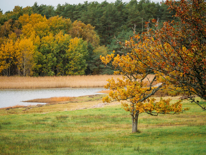 Tree by lake during autumn