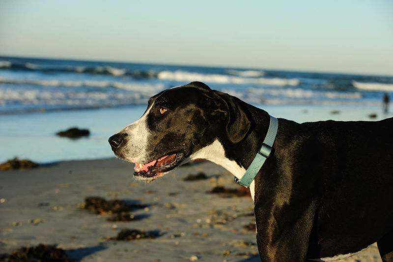 Close-up of black dog on beach against sky