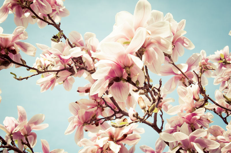Close-up of pink magnolia flowers against sky