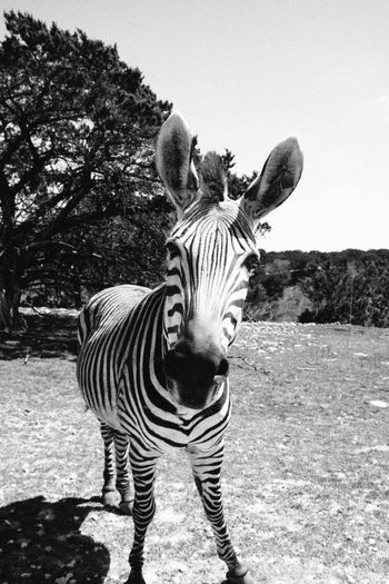 Giraffe standing on field