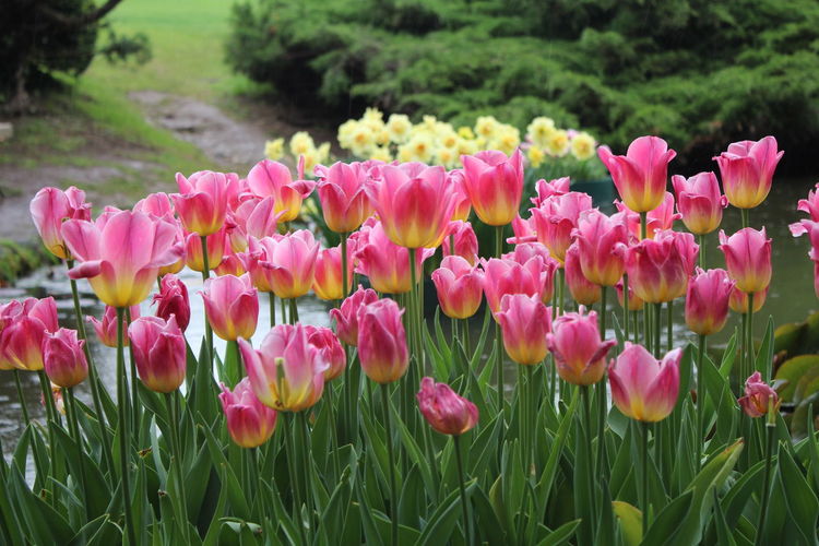 Close-up of pink tulips on field
