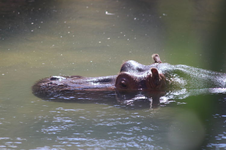 Close-up of turtle swimming in water