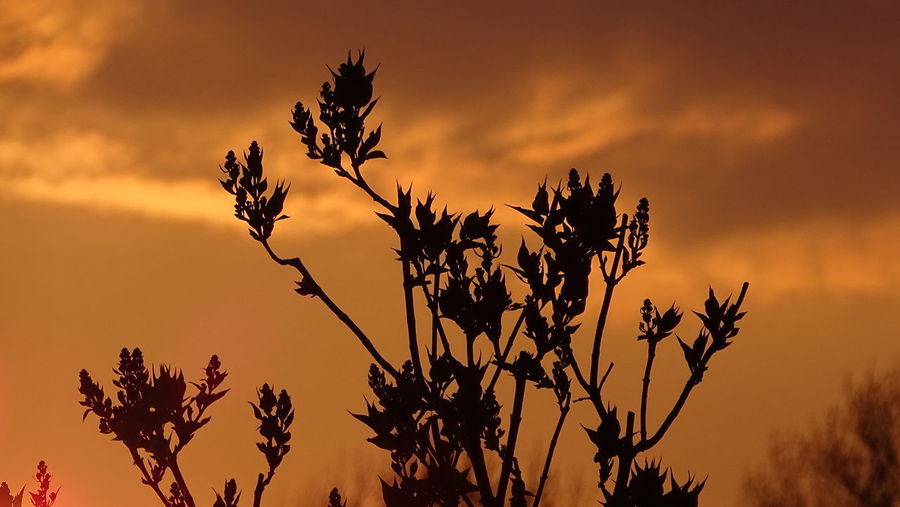 Low angle view of silhouette plants against sky during sunset