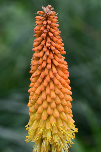 Close up of a torch liy flower